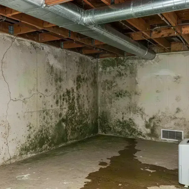 Professional Mold Removal in Black Point-Green Point, CA